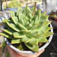 Echeveria Agavoide Dark Green  - Miniatura 3
