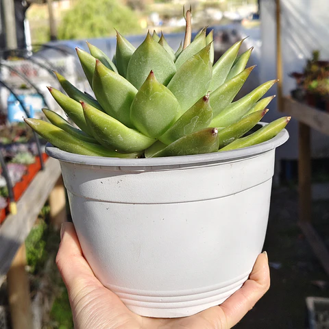 Echeveria Agavoide Dark Green 