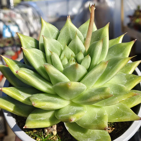 Echeveria Agavoide Dark Green 