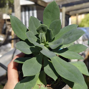 Cistanthe grandiflora (Pata de guanaco) 