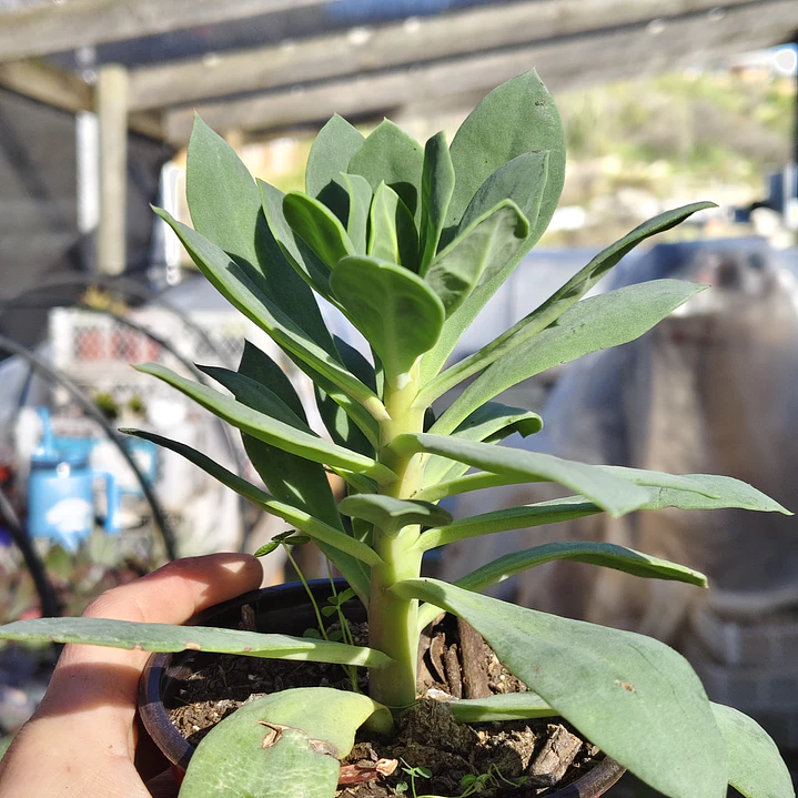 Cistanthe grandiflora (Pata de guanaco)  4