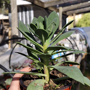 Cistanthe grandiflora (Pata de guanaco) 
