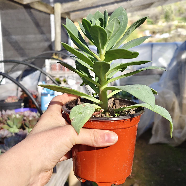 Cistanthe grandiflora (Pata de guanaco)  3