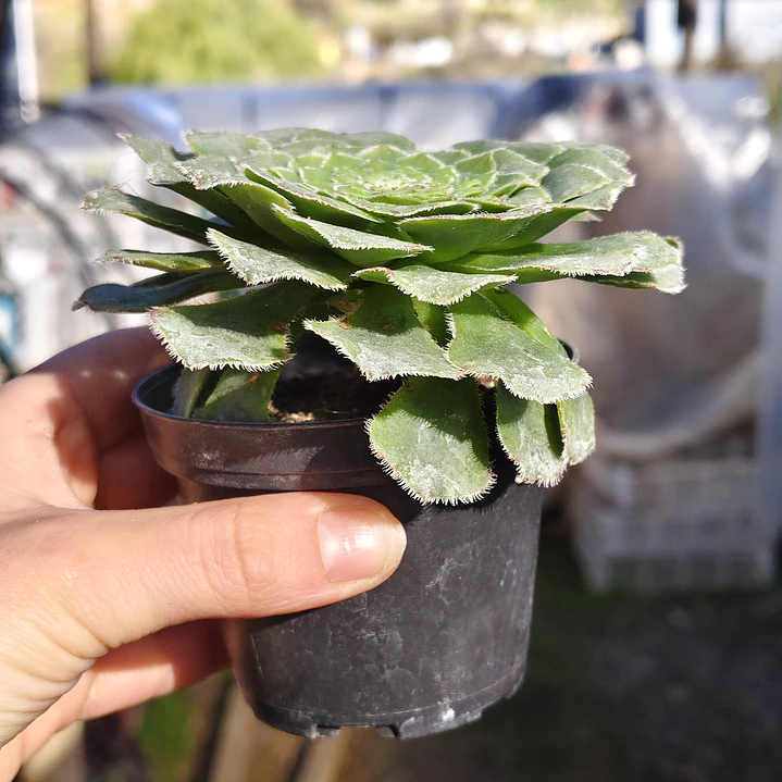 Aeonium Tabuliforme  3