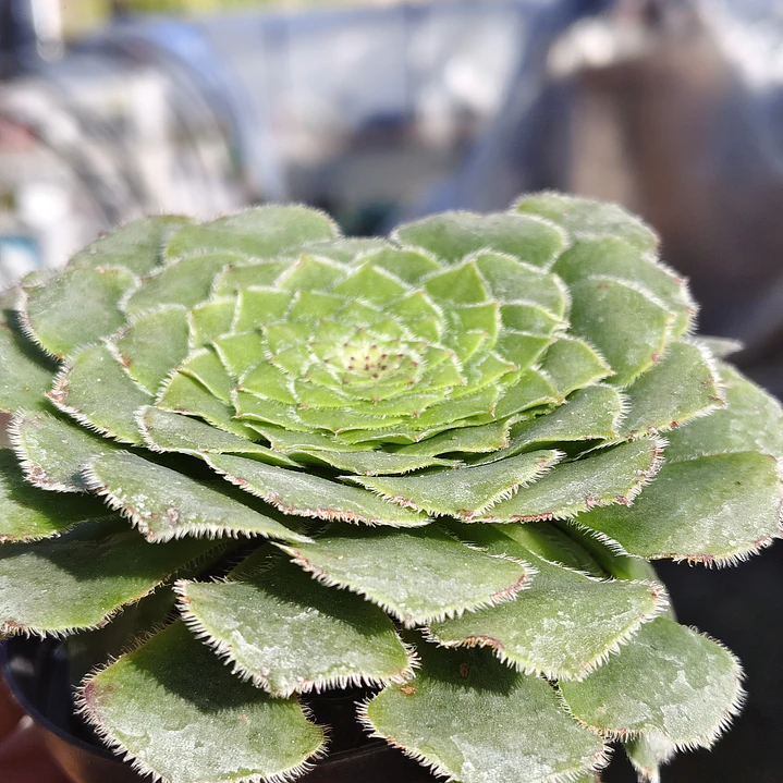 Aeonium Tabuliforme  4