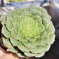 Aeonium Tabuliforme  - Miniatura 2