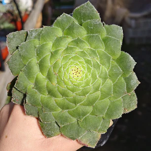 Aeonium Tabuliforme 