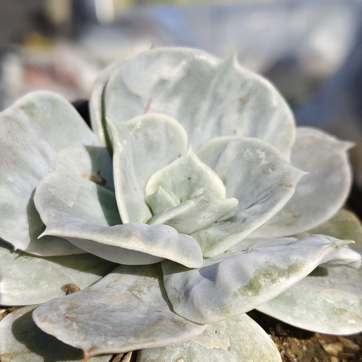 Echeveria Lilacina Marble 4