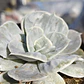 Echeveria Lilacina Marble - Miniatura 4
