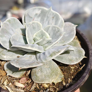 Echeveria Lilacina Marble