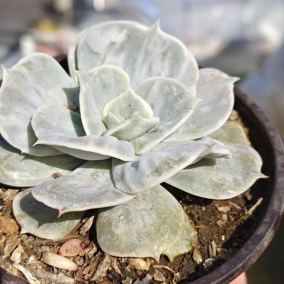 Echeveria Lilacina Marble 1