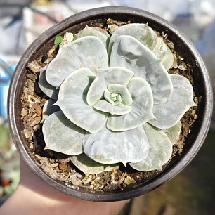 Echeveria Lilacina Marble
