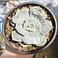 Echeveria Lilacina Marble - Miniatura 2