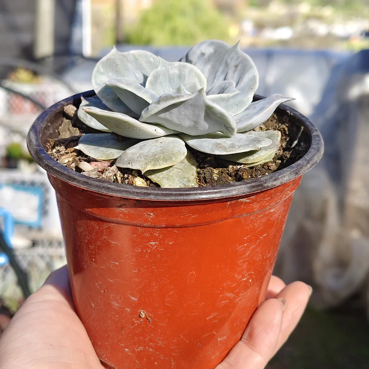Echeveria Lilacina Marble 5