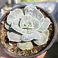 Echeveria Lilacina Marble - Miniatura 3