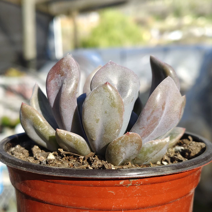 Graptoveria Cupido 3