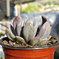 Graptoveria Cupido - Miniatura 3