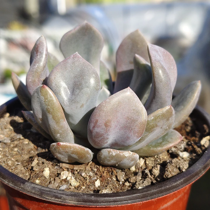 Graptoveria Cupido 4