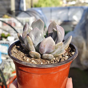 Graptoveria Cupido
