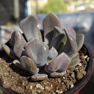 Graptoveria Cupido
