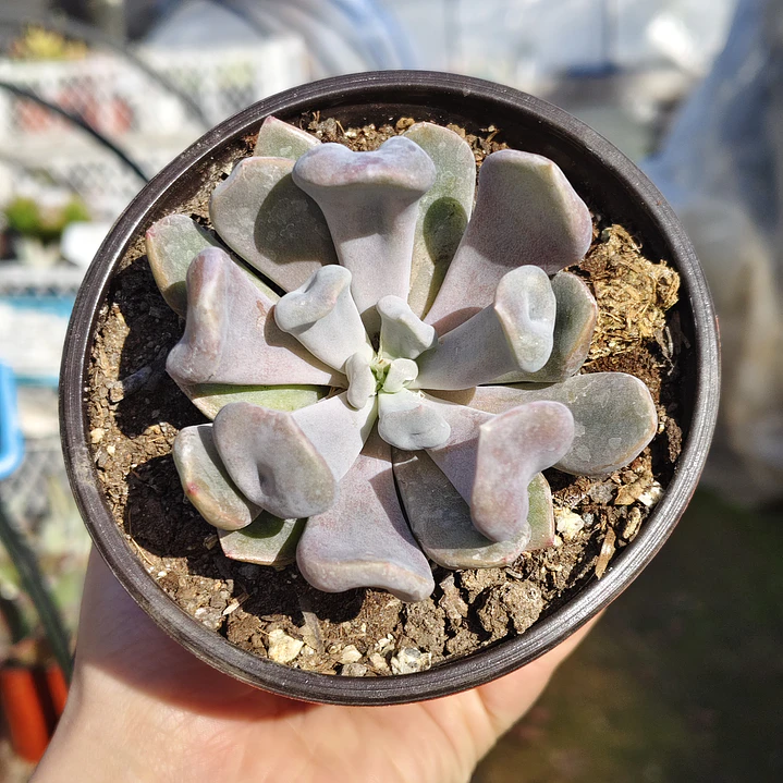 Graptoveria Cupido 5