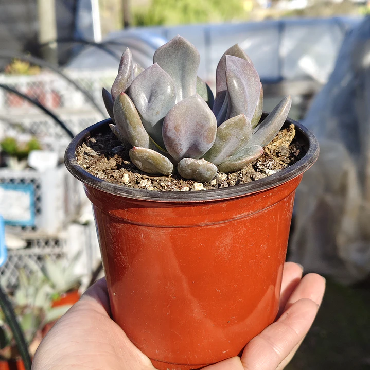 Graptoveria Cupido 6