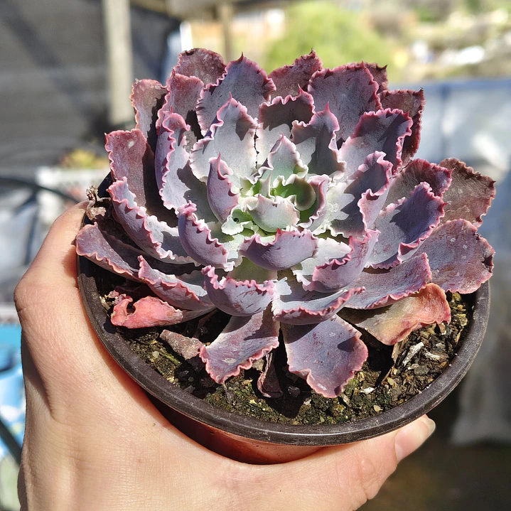 Echeveria Neon Breakers 5