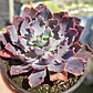 Echeveria Neon Breakers - Miniatura 4