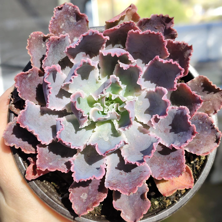 Echeveria Neon Breakers 1
