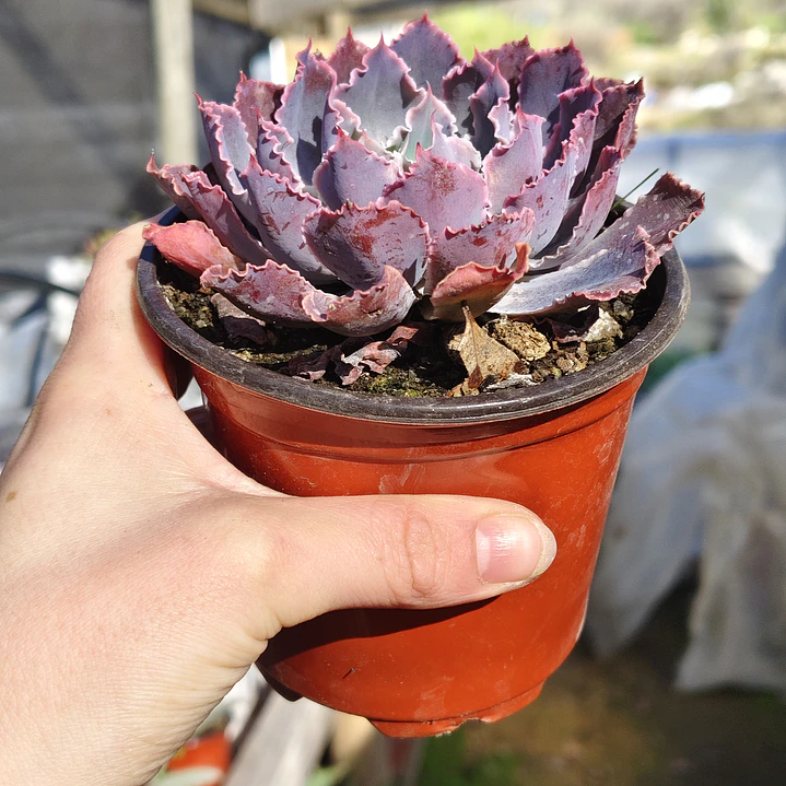 Echeveria Neon Breakers 3