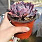 Echeveria Neon Breakers - Miniatura 3