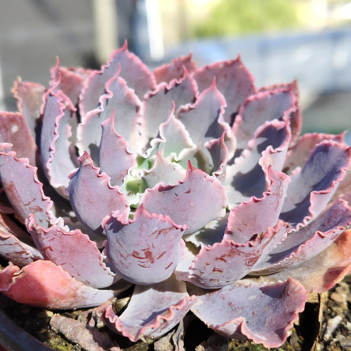 Echeveria Neon Breakers 2