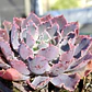 Echeveria Neon Breakers - Miniatura 2