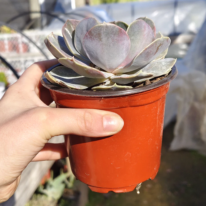 Echeveria Serena 3