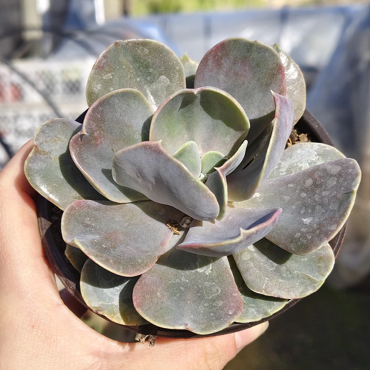 Echeveria Serena 5