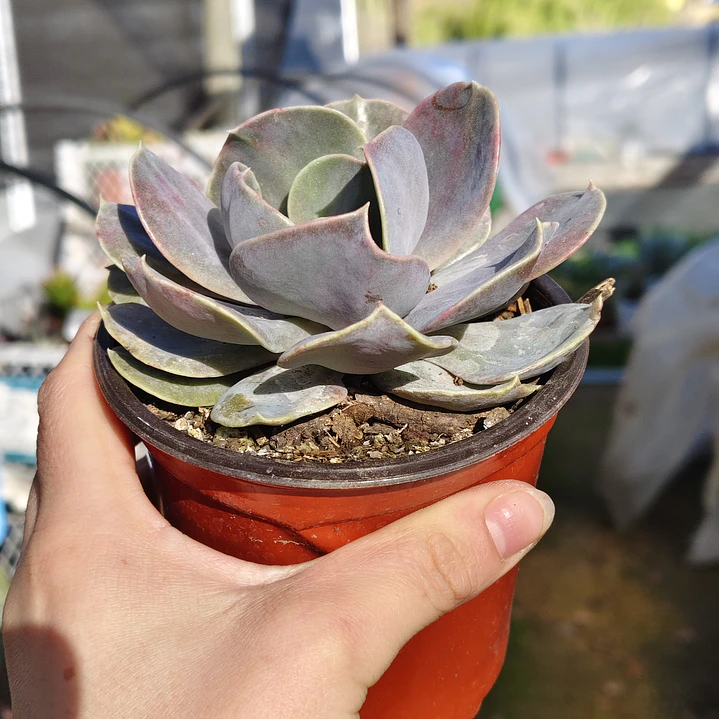 Echeveria Serena 2