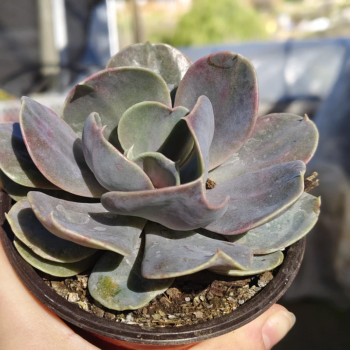 Echeveria Serena 4