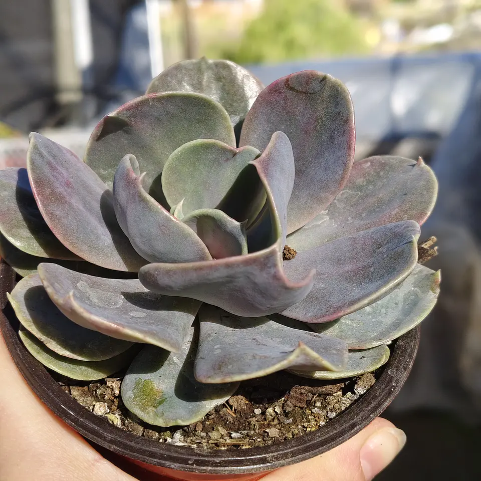 Echeveria Serena 4