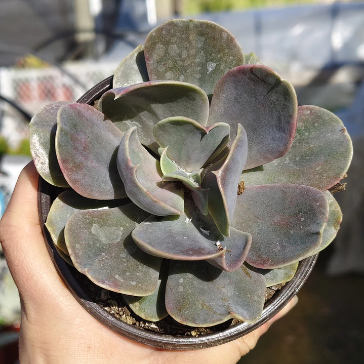 Echeveria Serena 1