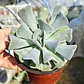 Echeveria Cubic Frost - Miniatura 1