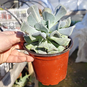 Echeveria Cubic Frost