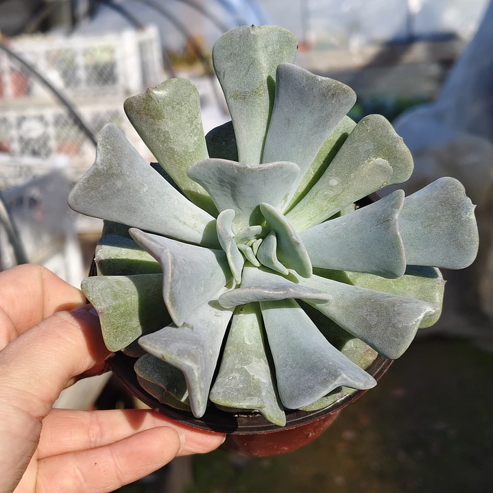 Echeveria Cubic Frost 3