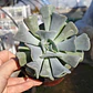 Echeveria Cubic Frost - Miniatura 3