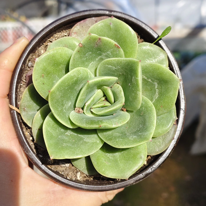 Echeveria Gilva 1