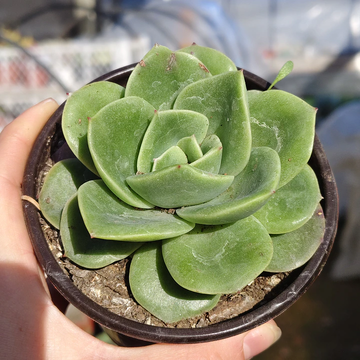 Echeveria Gilva 2