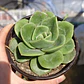 Echeveria Gilva - Miniatura 2