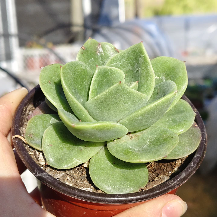 Echeveria Gilva 3