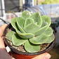Echeveria Gilva - Miniatura 3