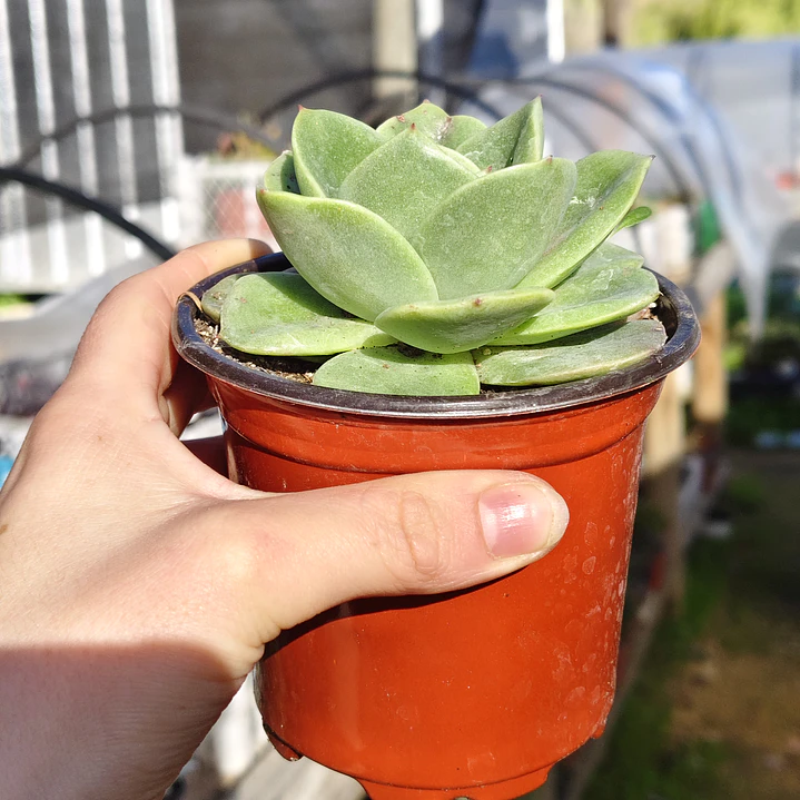 Echeveria Gilva 4