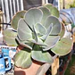 Echeveria Gibbiflora  - Miniatura 1